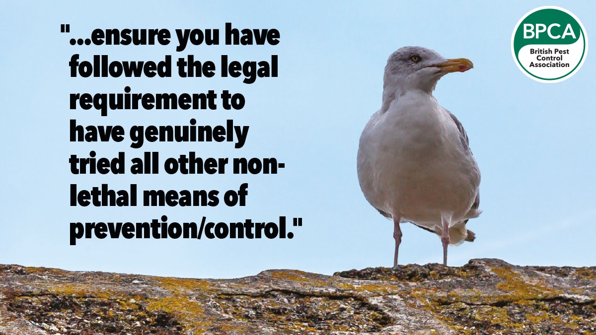 gull c1 gull c1